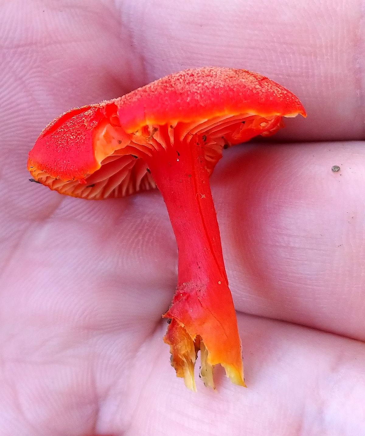 Mennigroter Saftling HYGROCYBE MINIATA SYN HYGROPHORUS STRANGULATUS 